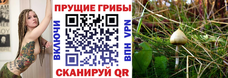 Псилоцибиновые грибы Cubensis  наркотики  Краснозаводск 